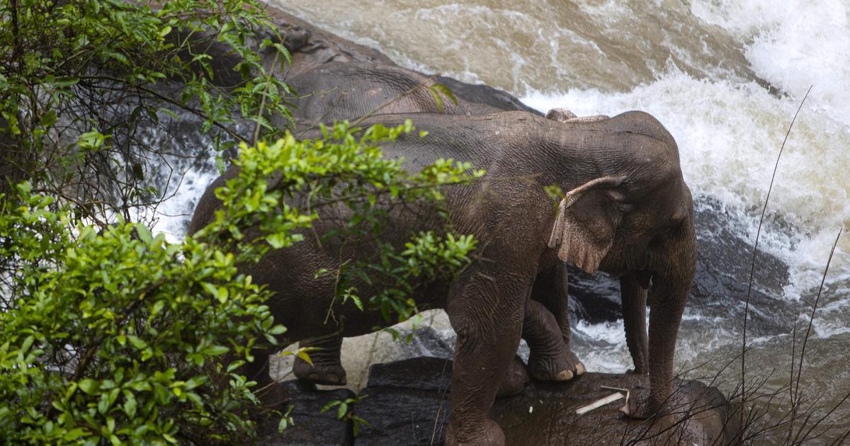 Elephants in Thailand: Group of elephants fatally fall into waterfall trying to save calf | SD News