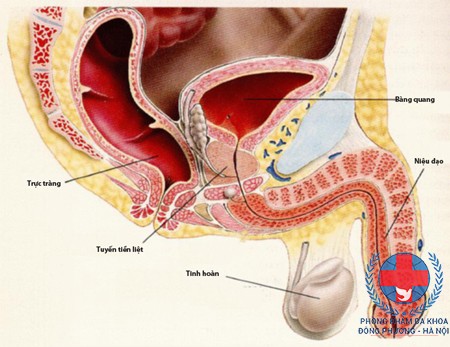 Cách chữa viêm niệu đạo ở nam giới - PHÒNG KHÁM ĐA KHOA ĐÔNG PHƯƠNG