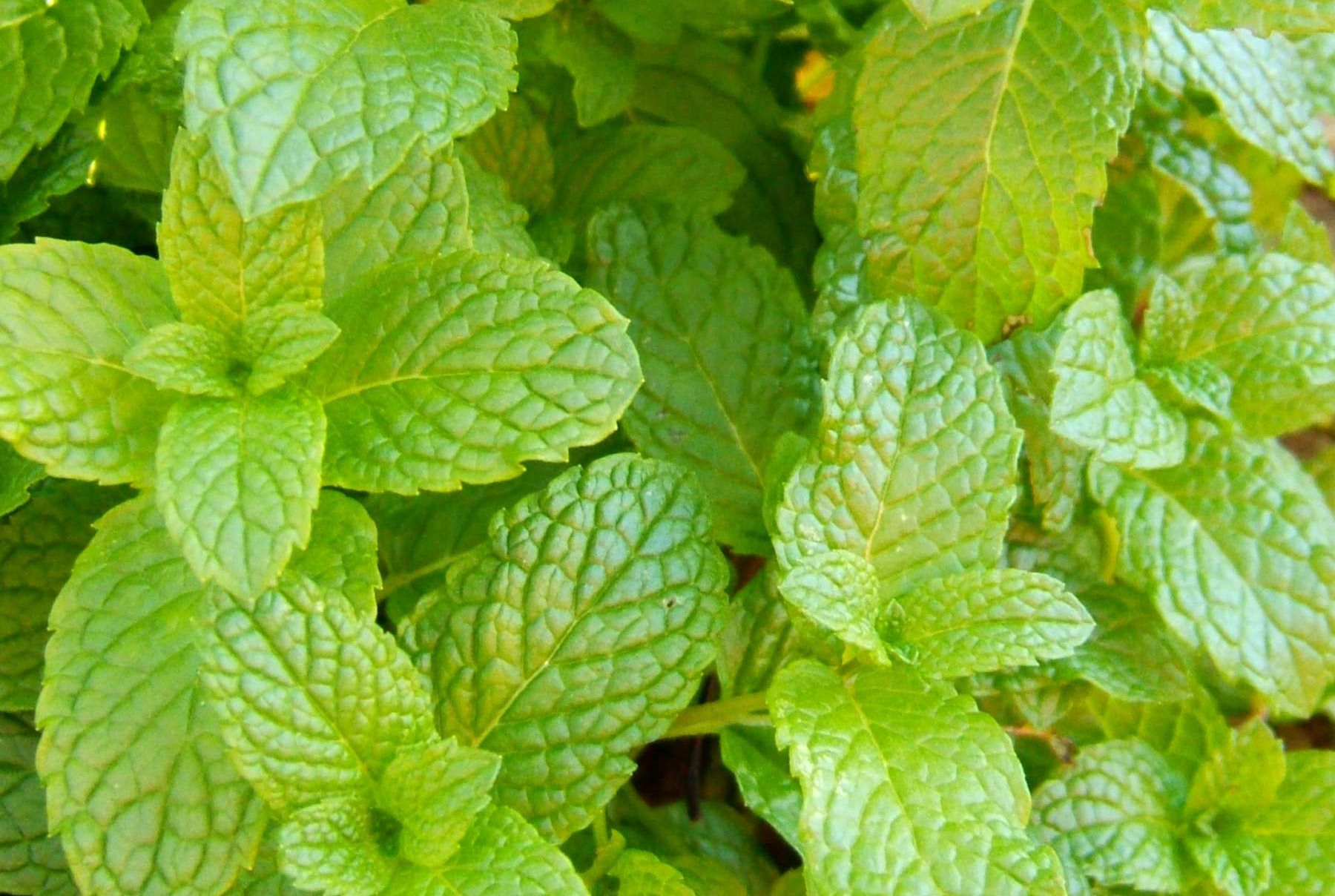 9 Health Benefits of ‘Hill Mint’ or Spearmint and It’s Side Effects - LearningJoan