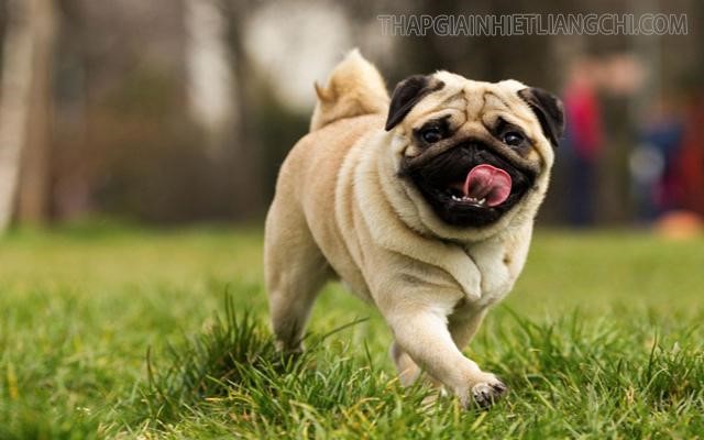 Cách nuôi chó Pug (chó mặt xệ) nhanh lớn, khỏe mạnh