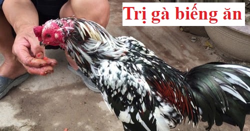 Gà biếng ăn khi vào nuôi chế độ xổ và cách trị - Đá gà trực tiếp