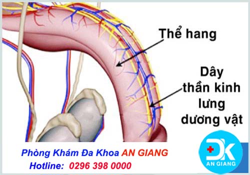 Chặn dây thần kinh lưng dương vật hỗ trợ điều trị xuất tinh sớm