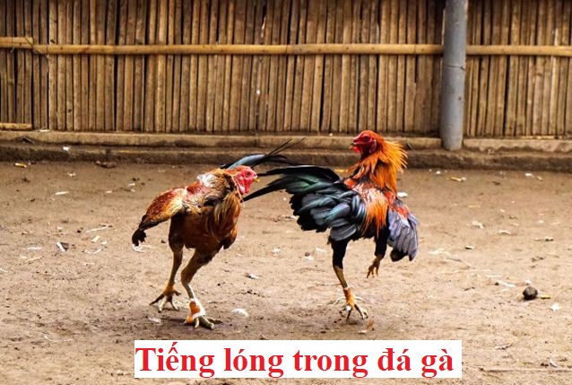 Những tiếng lóng trong nuôi gà các sư kê hay dùng - Đá gà trực tiếp