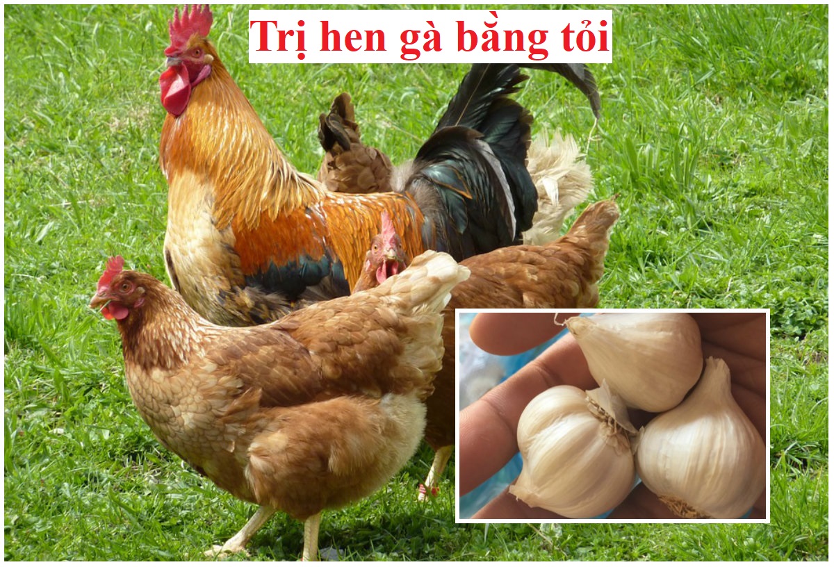 Chữa hen gà bằng tỏi hiệu quả nhất hiện nay - Đá gà trực tiếp