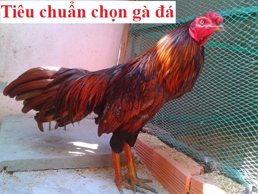 Tiêu chuẩn chọn gà đá cựa sắt siêu hay - Đá gà trực tiếp