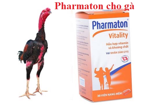 Pharmaton cho gà có tác dụng gì đối với gà đá - Đá gà trực tiếp