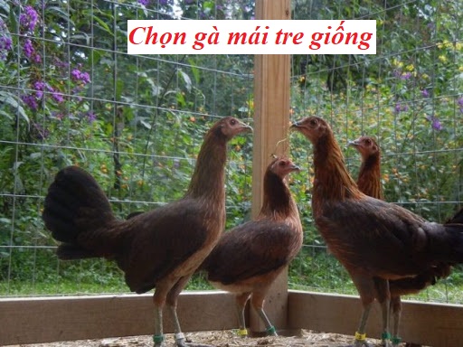 Chọn gà mái tre tốt làm giống cực chuẩn - Đá gà trực tiếp