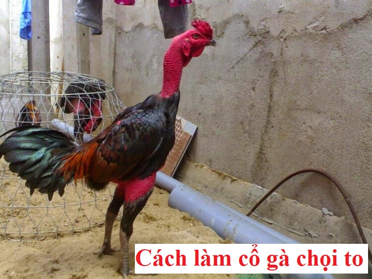 Làm cổ gà to với phương pháp cực đơn giản - Đá gà trực tiếp