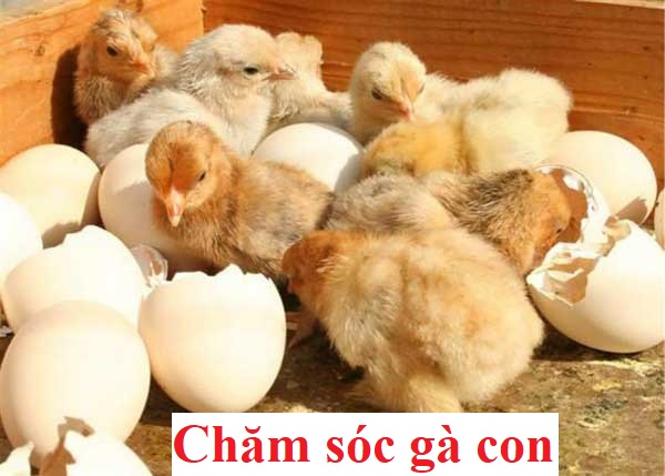 Chăm sóc gà con mới xuống ổ chuẩn nhất - Đá gà trực tiếp