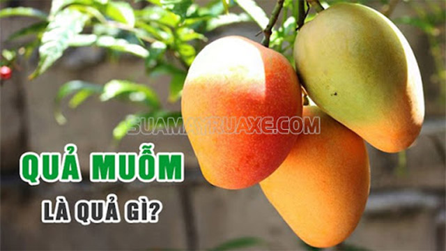 Quả muỗm là quả gì? Giải đáp sự khác nhau giữa quả muỗm và quả xoài