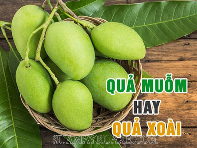 Quả muỗm là gì? Quả muỗm và những công dụng đặc biệt khôi phải ai cũng biết