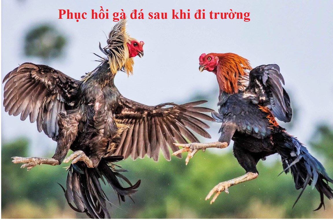 Phục hồi gà đá đi trường về cực hiệu quả - Đá gà trực tiếp