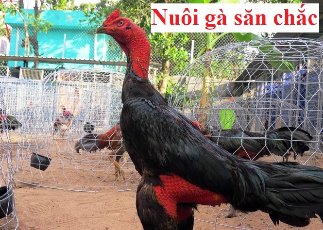 Nuôi gà săn chắc cơ bắp đối với gà chọi chiến - Đá gà trực tiếp