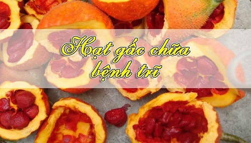 Hạt gấc chữa trĩ | blogsứckhỏe