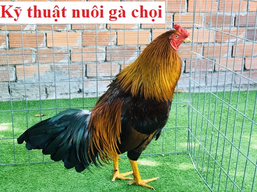 Kỹ thuật nuôi gà chọi chiến thành cực dễ - Đá gà trực tiếp