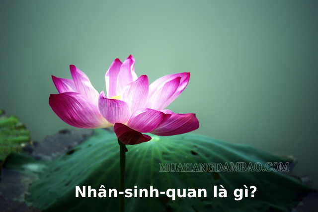 Nhân sinh quan là gì? Tìm hiểu nhân sinh quan Triết học và Phật giáo