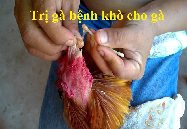 Gà bệnh khò và cách chữa trị hiệu quả nhất - Đá gà trực tiếp