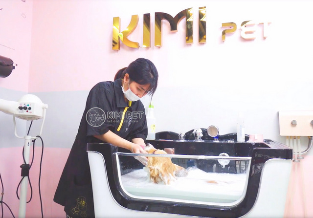 Chi tiết dịch vụ tắm chó mèo chuyên nghiệp nhất Việt Nam tại Kimi Pet