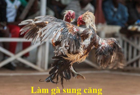 Gà sung căng với 4 loại thực phẩm quen thuộc - Đá gà trực tiếp