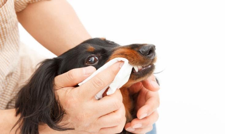 How to clean a dog’s teeth without brushing - TodoCat