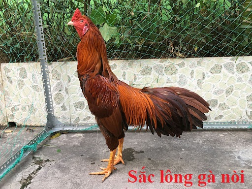 Sắc lông gà nòi và những điều không phải ai cũng biết - Đá gà trực tiếp