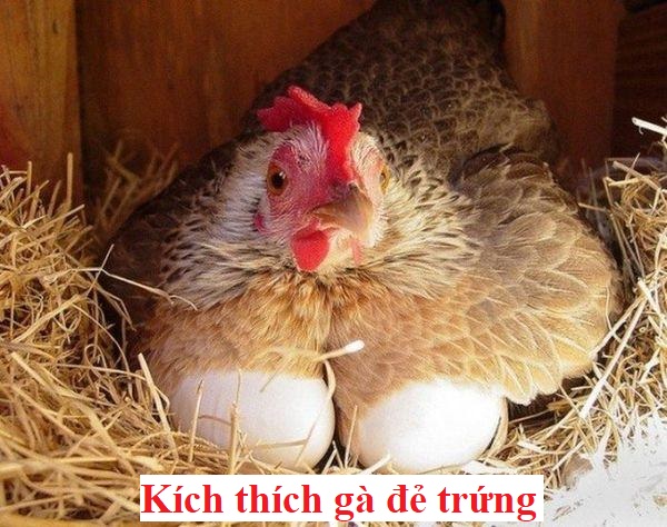 Kỹ thuật kích thích gà đẻ bằng cách nuôi đơn giản - Đá gà trực tiếp