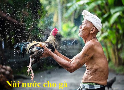 Nài nước cho gà - Kĩ thuật của một gà nài thực thụ - Đá gà trực tiếp