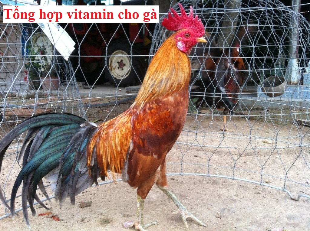 Tổng hợp vitamin cho gà không nên bỏ qua - Đá gà trực tiếp