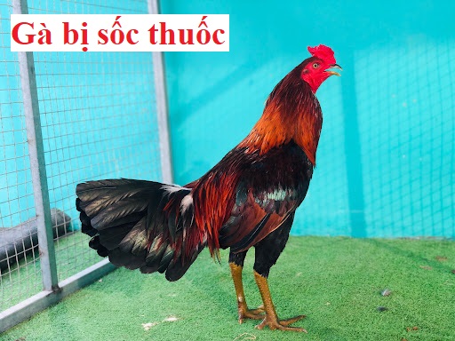 Gà chọi bị sốc thuốc và cách khắc phục hiệu quả - Đá gà trực tiếp