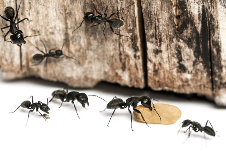 Ants Marching Everywhere At home? Here’s What You Should Do? - Ant Pest Control Melbourne