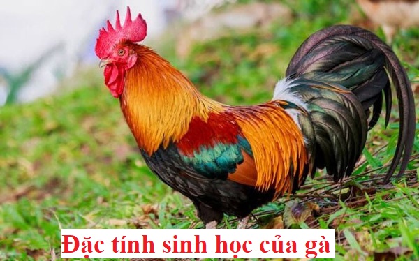 Đặc tính sinh học của gà người nuôi cần phải biết - Đá gà trực tiếp