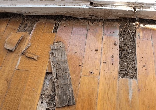 Hướng dẫn sửa cửa gỗ tại nhà khi cửa gỗ bị kẹt, xệ, kêu và bị mọt