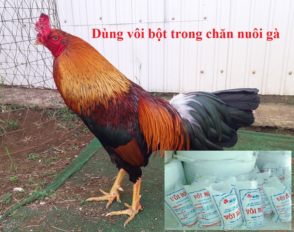 Cách dùng vôi bột trong chăn nuôi hiệu quả - Đá gà trực tiếp