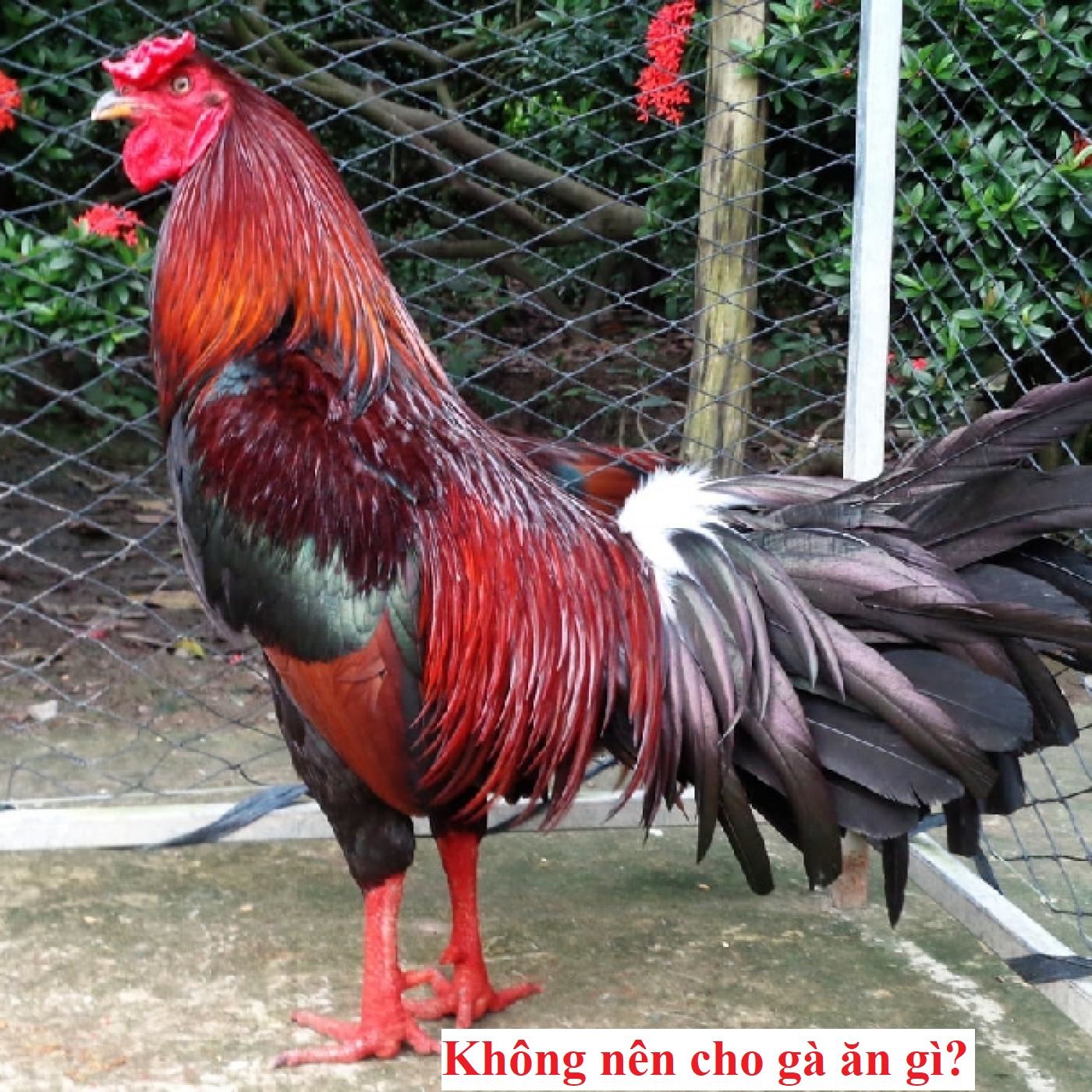 Nuôi gà đá không nên cho gà ăn gì? - Đá gà trực tiếp