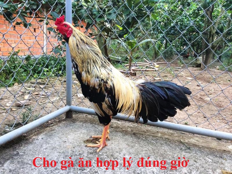 Cho gà ăn đúng giờ hợp lý nhất mà sư kê cần biết - Đá gà trực tiếp