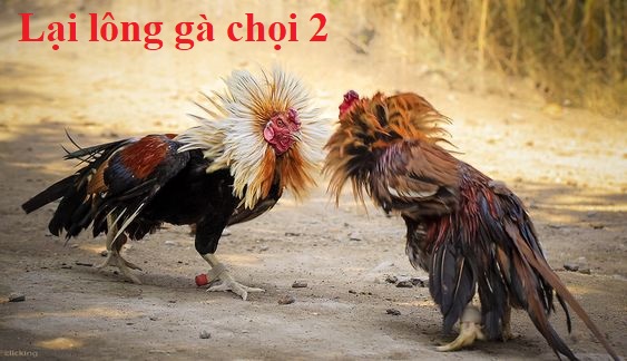 Lại gà chọi lông 2 và kỹ thuật chăm sóc thích hợp - Đá gà trực tiếp