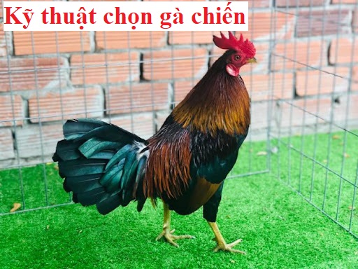 Chọn gà chiến hay với bí kíp chuẩn không cần chỉnh - Đá gà trực tiếp