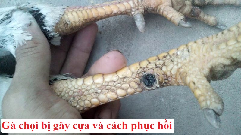 Gà bị gãy cựa và cách phục hồi nhanh chóng - Đá gà trực tiếp