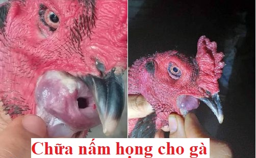 Cách chữa nấm họng cho gà cực hiệu quả - Đá gà trực tiếp