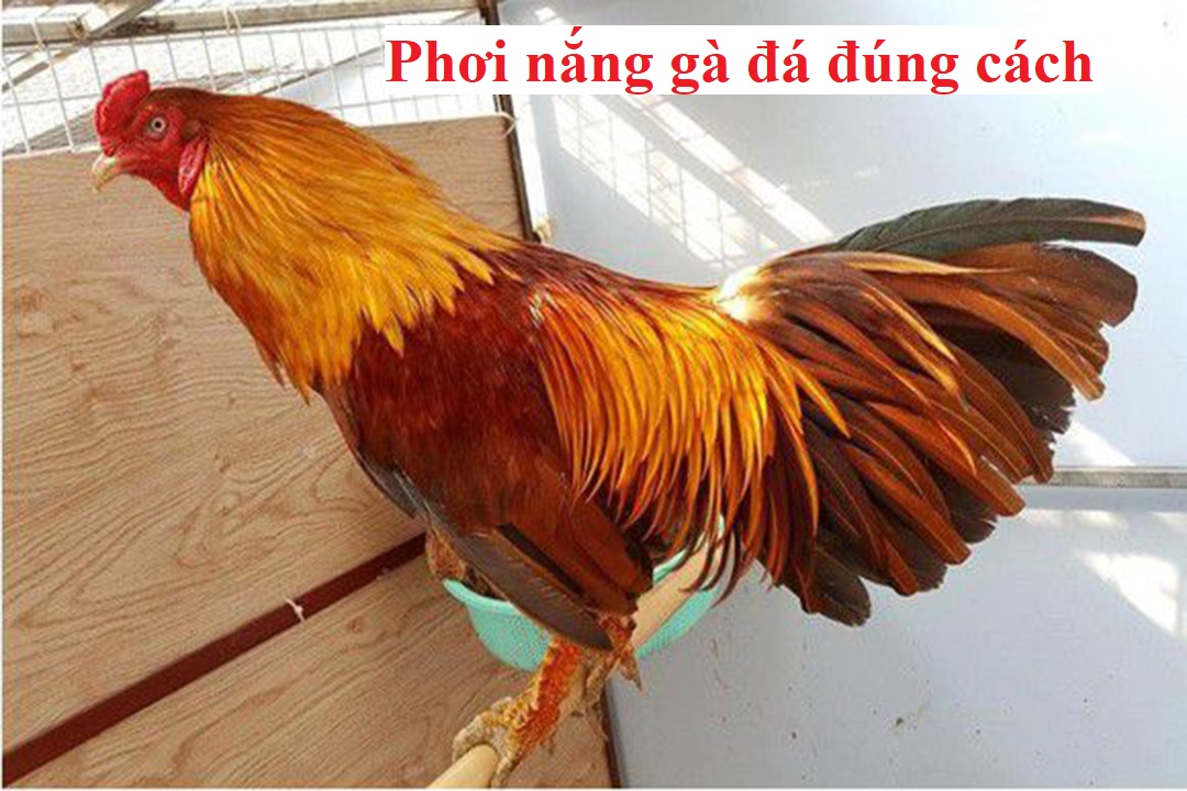 Phơi nắng cho gà đá sao cho đúng kỹ thuật - Đá gà trực tiếp