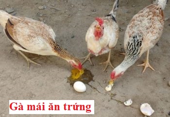 Gà ăn trứng và cách khắc phục hiệu quả - Đá gà trực tiếp