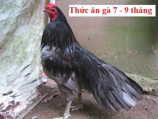 Gà 7 - 9 tháng tuổi và cách cung cấp thức ăn - Đá gà trực tiếp