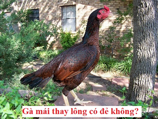 Gà mái thay lông ít đẻ và cách khắc phục - Đá gà trực tiếp