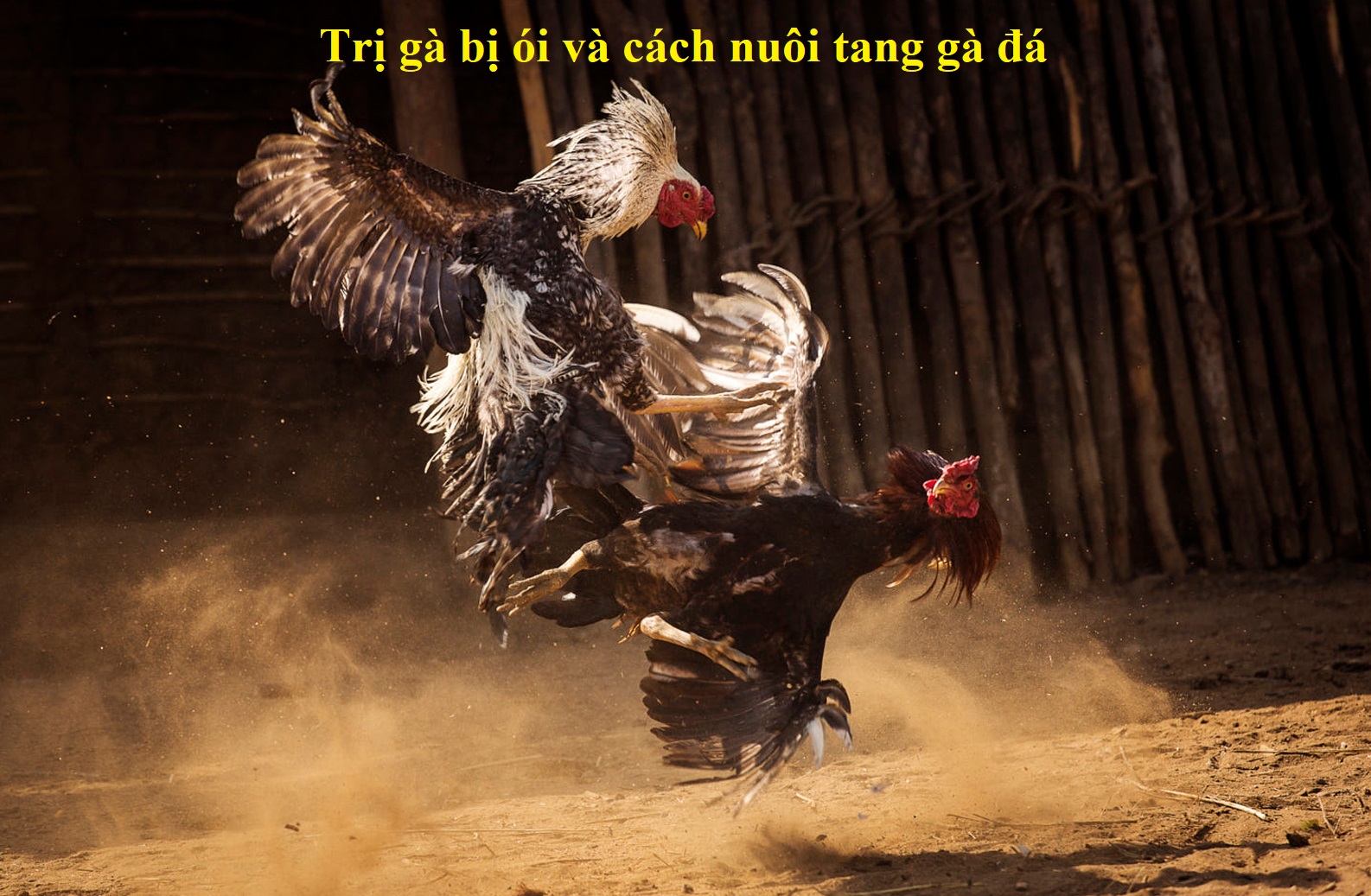 Gà bị ói khi đá và cách trị tang gà hay nhất - Đá gà trực tiếp