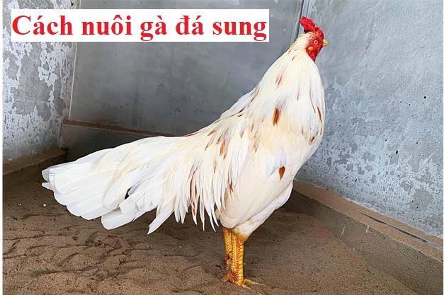 Cách nuôi gà đá sung cực đơn giản mà hiệu quả - Đá gà trực tiếp