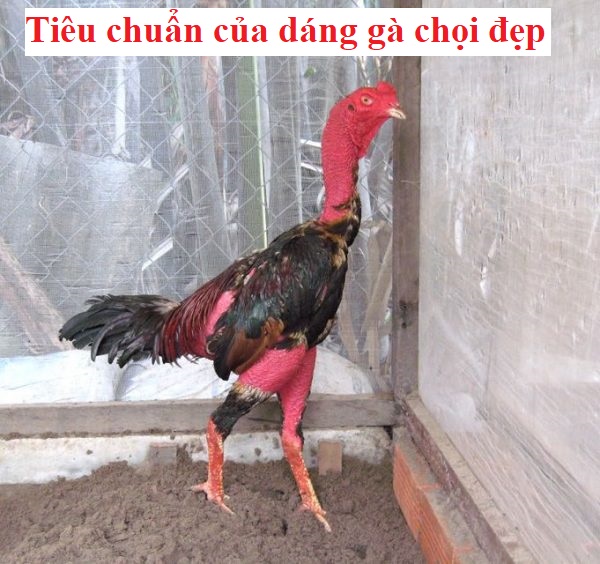 Gà chọi dáng đẹp cần những tiêu chuẩn gì? - Đá gà trực tiếp