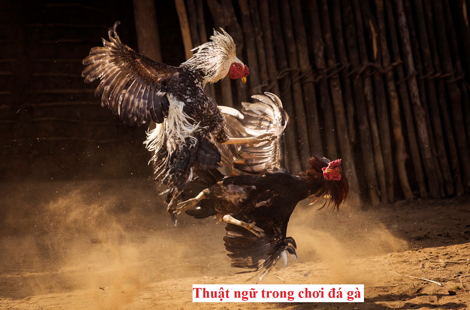 Những thuật ngữ đá gà không phải ai cũng biết - Đá gà trực tiếp