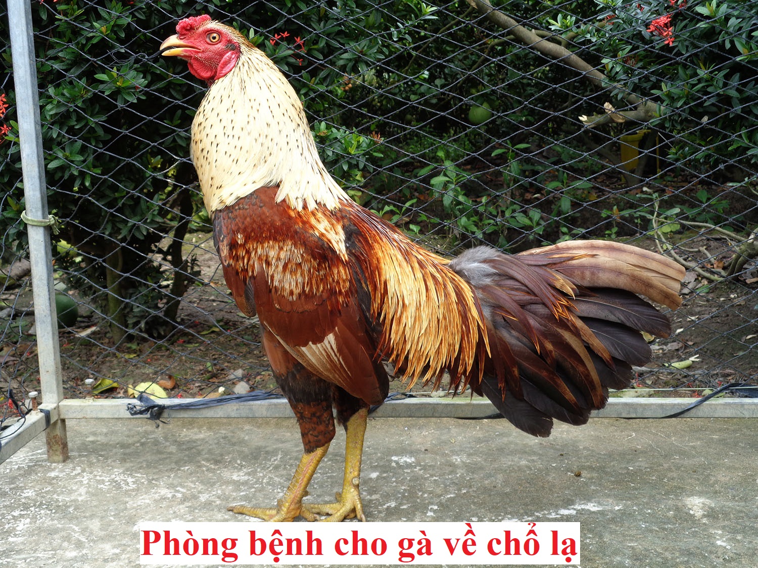 Gà về chổ lạ và cách phòng bệnh cho chiến kê - Đá gà trực tiếp
