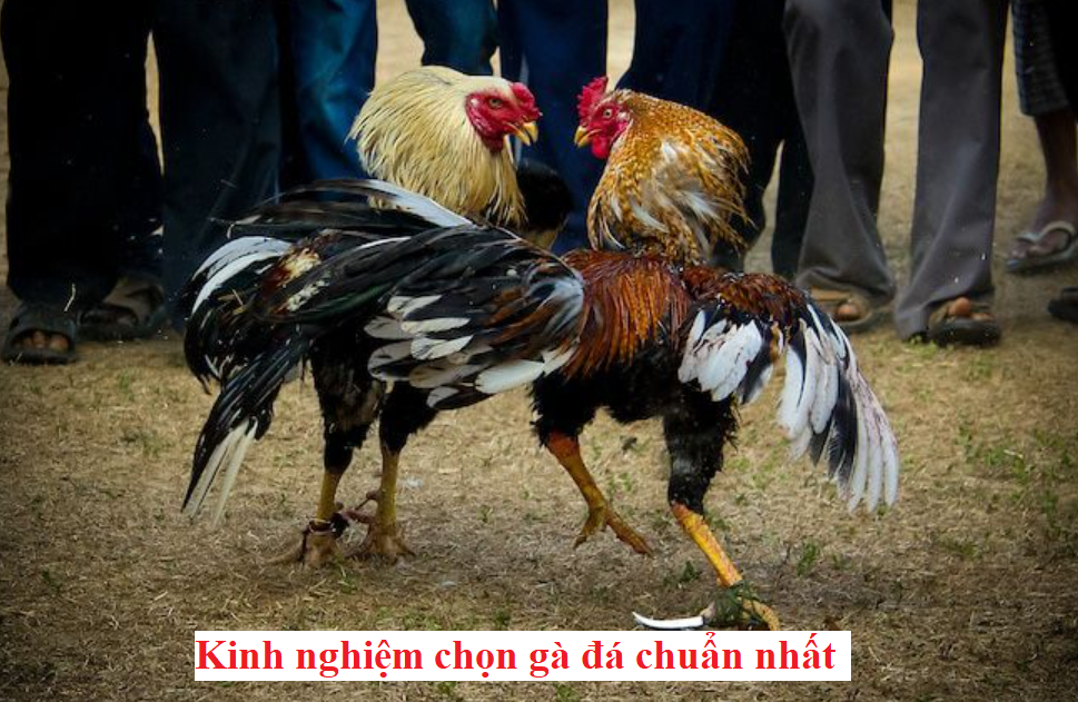 Kinh nghiệm chọn gà đá cựa sắt mới nhất - Đá gà trực tiếp