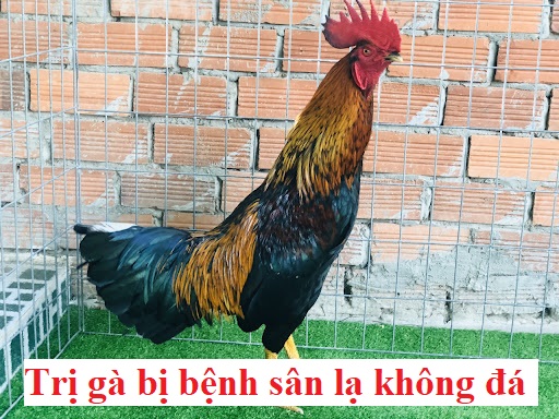 Trị bệnh gà sân nhà thì đá sân lạ thì không - Đá gà trực tiếp